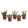 Vetplanten mix 5 stuks